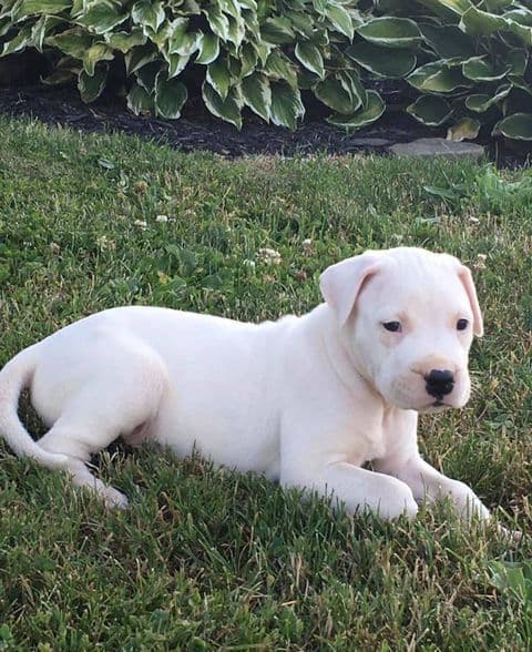 Dogo Argentino Puppies-Top Bloodlines, call 386-753-8889 breeder image 14