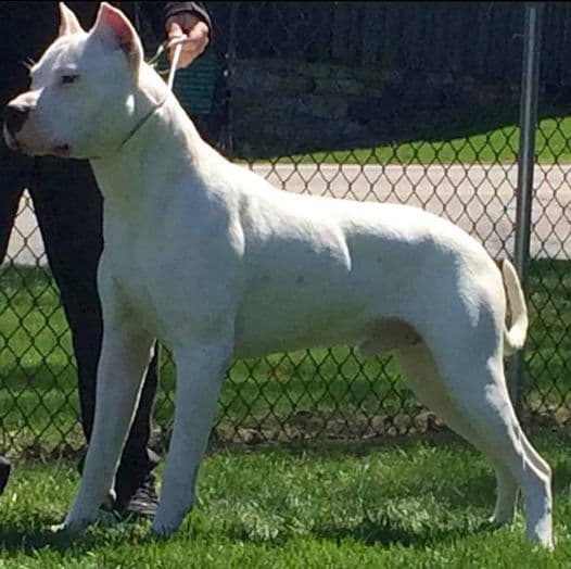 Dogo Argentino Puppies-Top Bloodlines, call 386-753-8889 breeder image 15