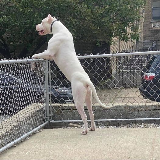 Dogo Argentino Puppies-Top Bloodlines, call 386-753-8889 breeder image 16