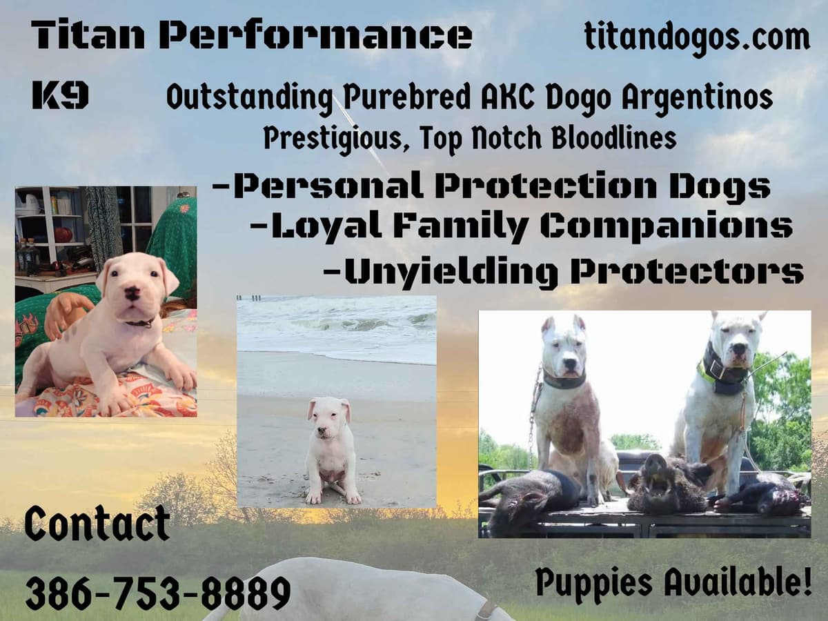 Dogo Argentino Puppies-Top Bloodlines, call 386-753-8889 breeder image 2