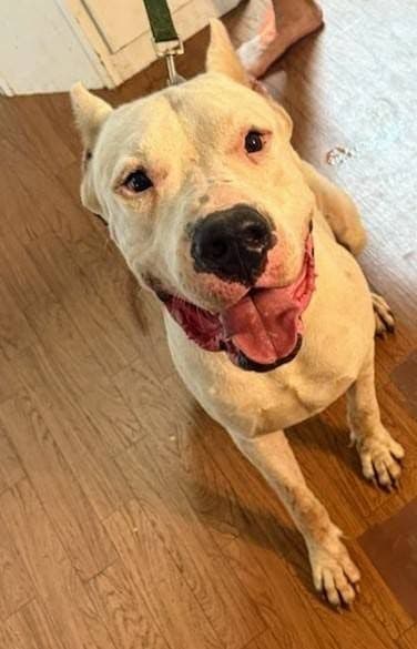 Dogo Argentino Puppies-Top Bloodlines, call 386-753-8889 media 2