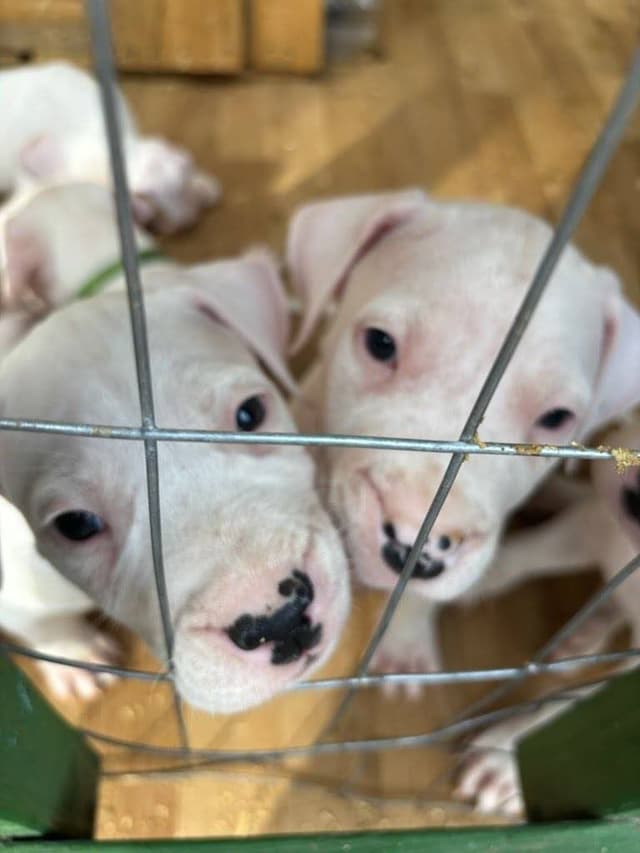 Dogo Argentino Puppies-Top Bloodlines, call 386-753-8889 media 3