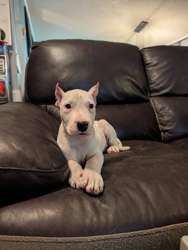 Dogo Argentino Puppies-Top Bloodlines, call 386-753-8889 media 4