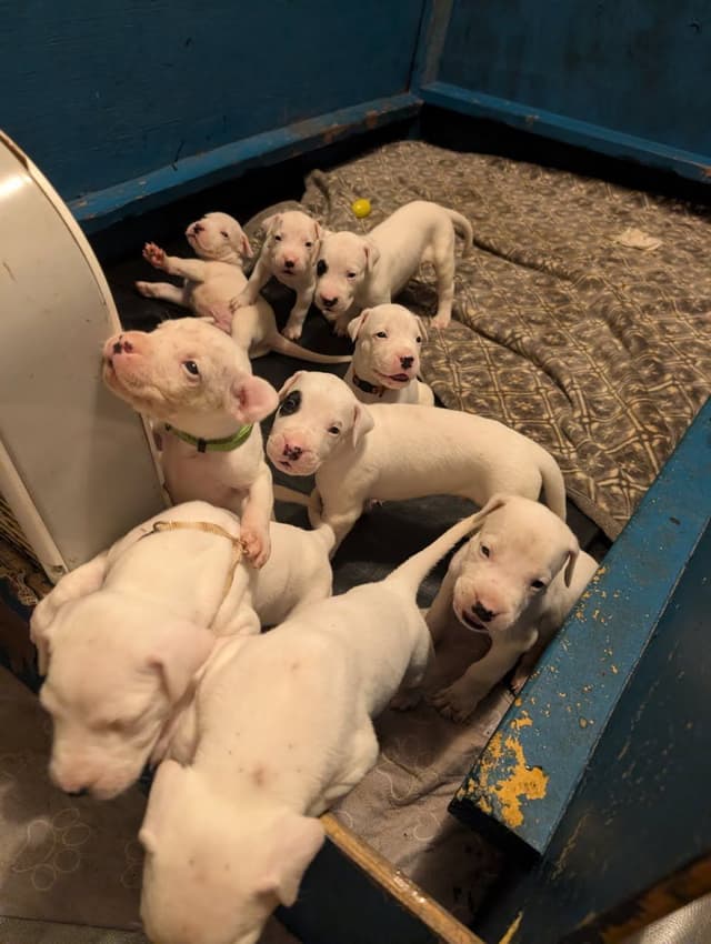 Dogo Argentino Puppies-Top Bloodlines, call 386-753-8889 media 5