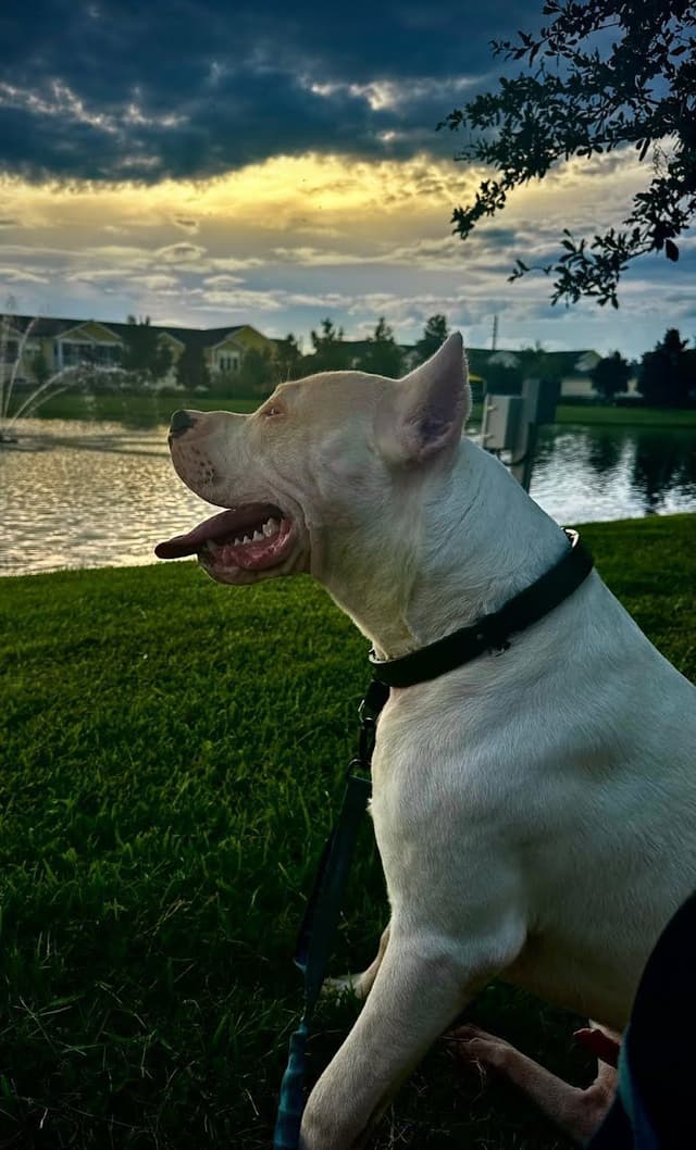 Dogo Argentino Puppies-Top Bloodlines, call 386-753-8889 media 6