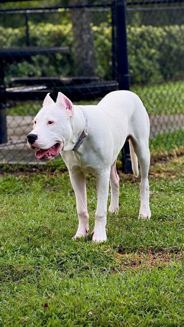 Dogo Argentino Puppies-Top Bloodlines, call 386-753-8889 media 7