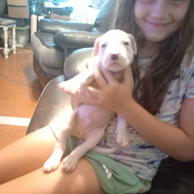 Dogo Argentino Puppies-Top Bloodlines, call 386-753-8889 media 8