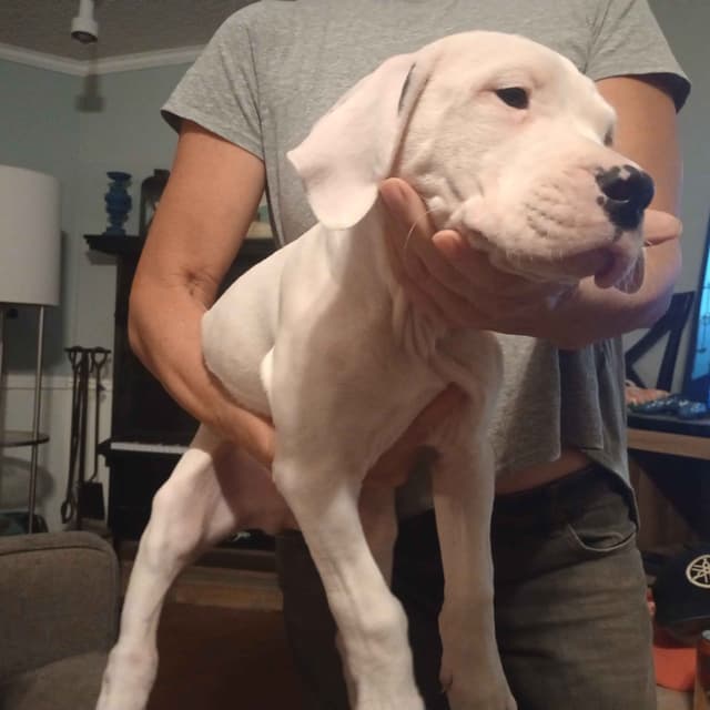 Dogo Argentino Puppies-Top Bloodlines, call 386-753-8889 media 9