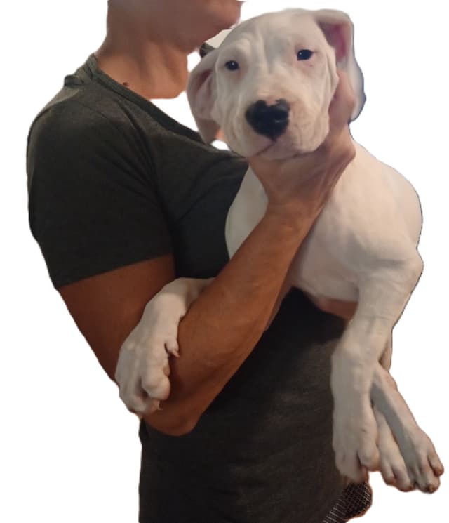 Dogo Argentino Puppies-Top Bloodlines, call 386-753-8889 media 10