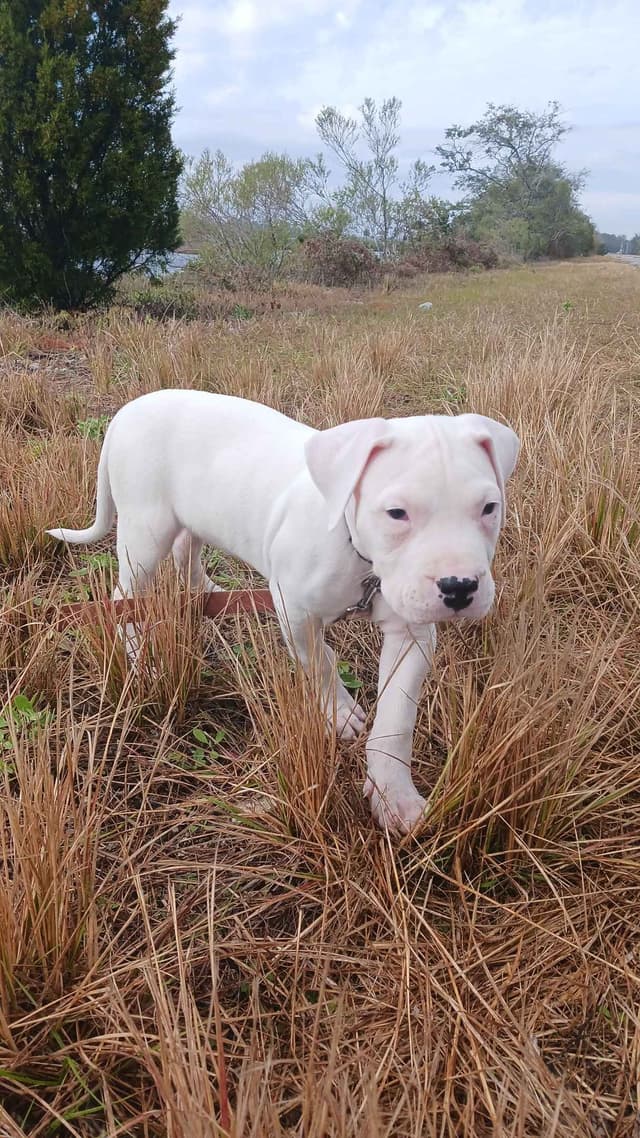 Dogo Argentino Puppies-Top Bloodlines, call 386-753-8889 media 11