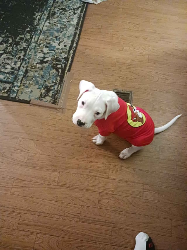 Dogo Argentino Puppies-Top Bloodlines, call 386-753-8889 media 12