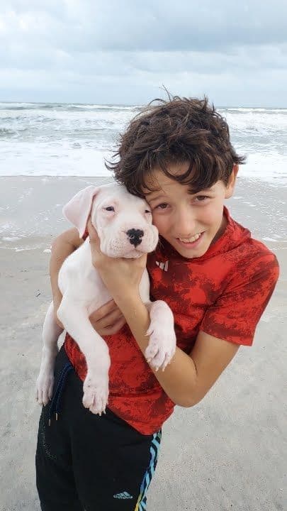 Dogo Argentino Puppies-Top Bloodlines, call 386-753-8889 media 14