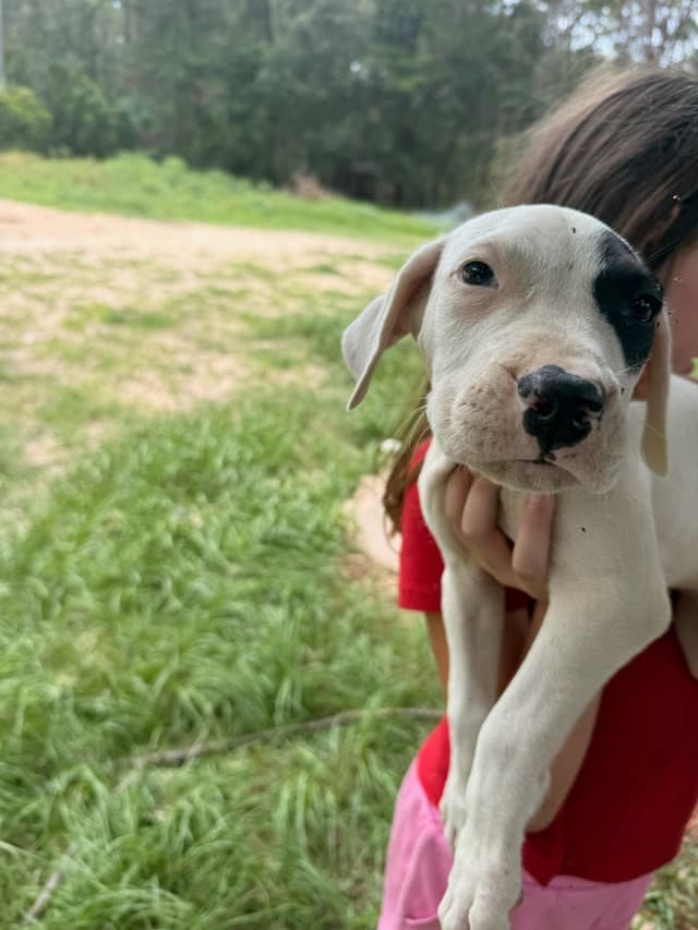Dogo Argentino Puppies-Top Bloodlines, call 386-753-8889 media 15