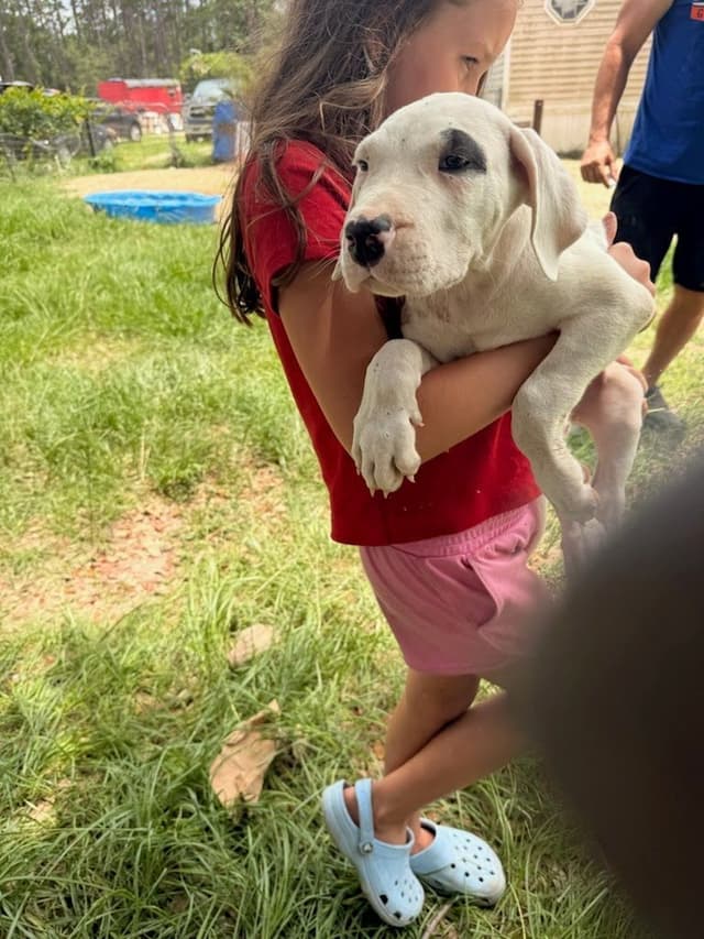 Dogo Argentino Puppies-Top Bloodlines, call 386-753-8889 media 18