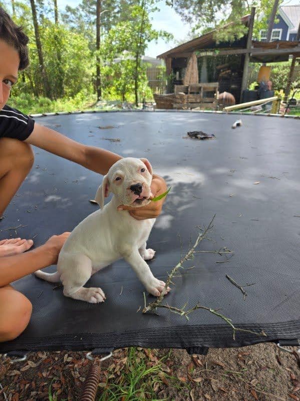 Dogo Argentino Puppies-Top Bloodlines, call 386-753-8889 media 16