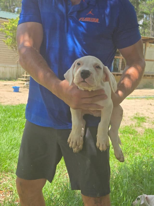 Dogo Argentino Puppies-Top Bloodlines, call 386-753-8889 media 19