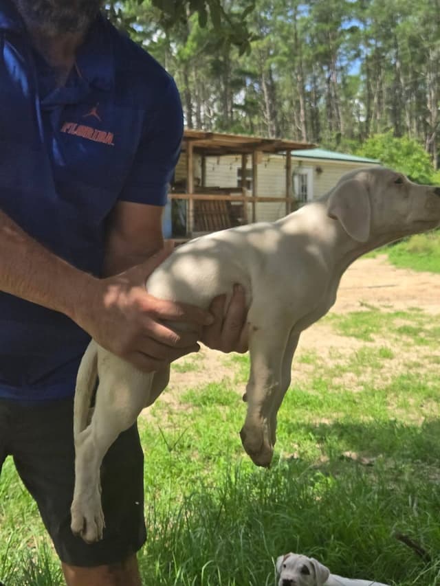 Dogo Argentino Puppies-Top Bloodlines, call 386-753-8889 media 17