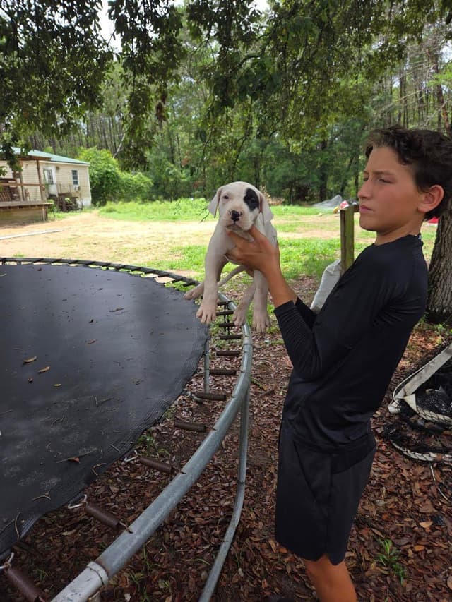 Dogo Argentino Puppies-Top Bloodlines, call 386-753-8889 media 20