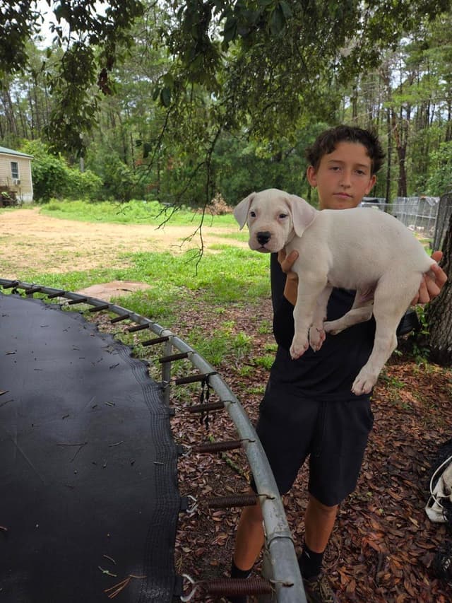 Dogo Argentino Puppies-Top Bloodlines, call 386-753-8889 media 21