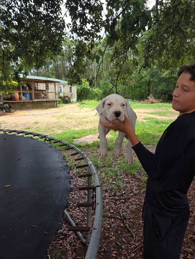 Dogo Argentino Puppies-Top Bloodlines, call 386-753-8889 media 22