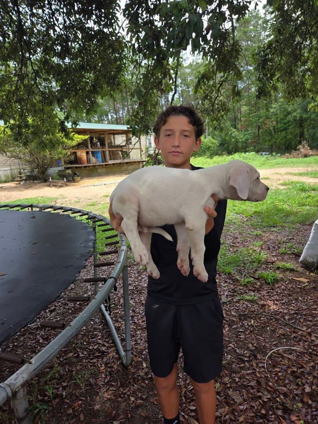 Dogo Argentino Puppies-Top Bloodlines, call 386-753-8889 media 23