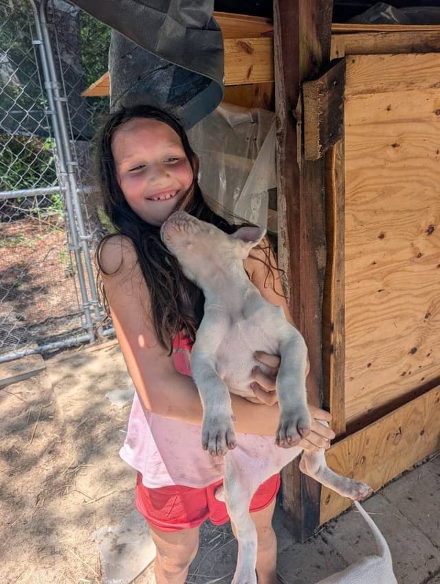 Dogo Argentino Puppies-Top Bloodlines, call 386-753-8889 media 26