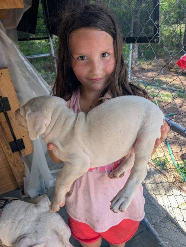 Dogo Argentino Puppies-Top Bloodlines, call 386-753-8889 media 25