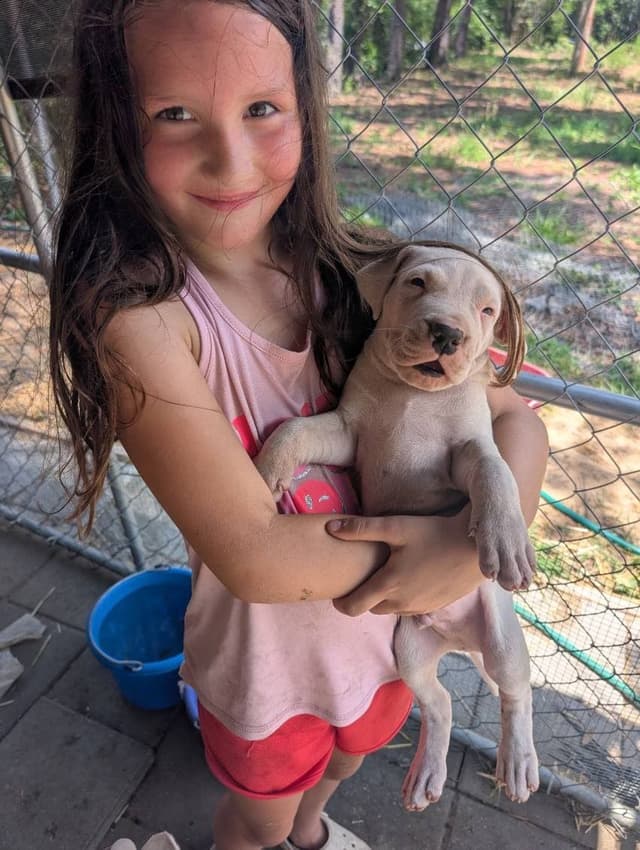 Dogo Argentino Puppies-Top Bloodlines, call 386-753-8889 media 27
