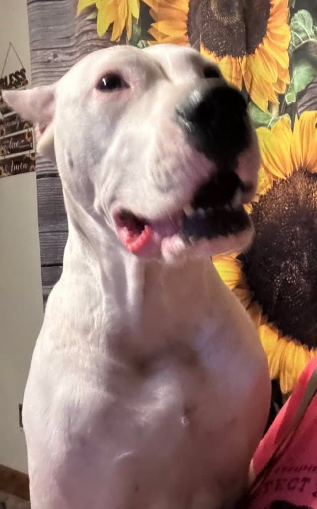 Dogo Argentino Puppies-Top Bloodlines, call 386-753-8889 media 28