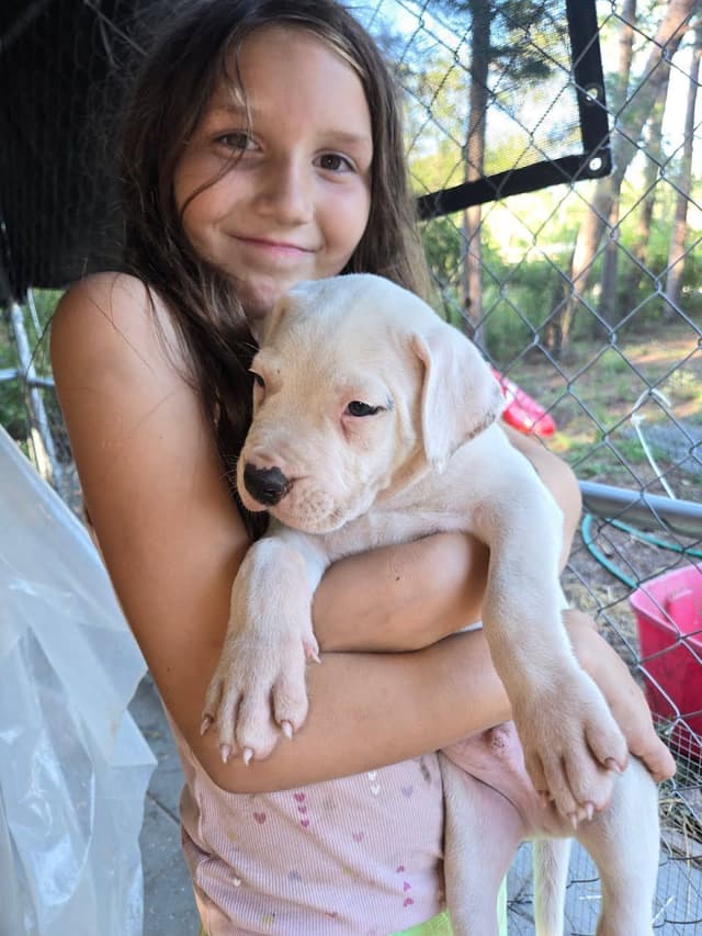 Dogo Argentino Puppies-Top Bloodlines, call 386-753-8889 media 29