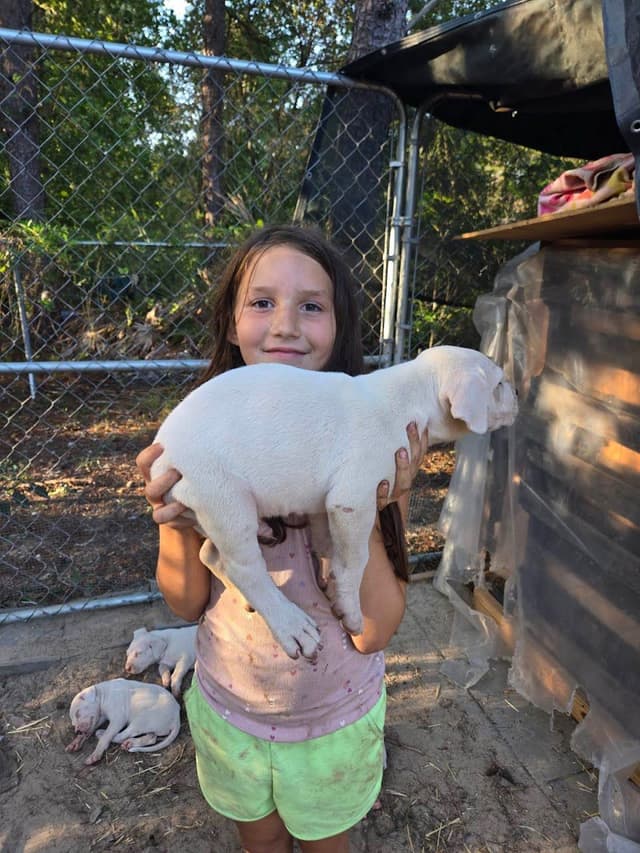 Dogo Argentino Puppies-Top Bloodlines, call 386-753-8889 media 30