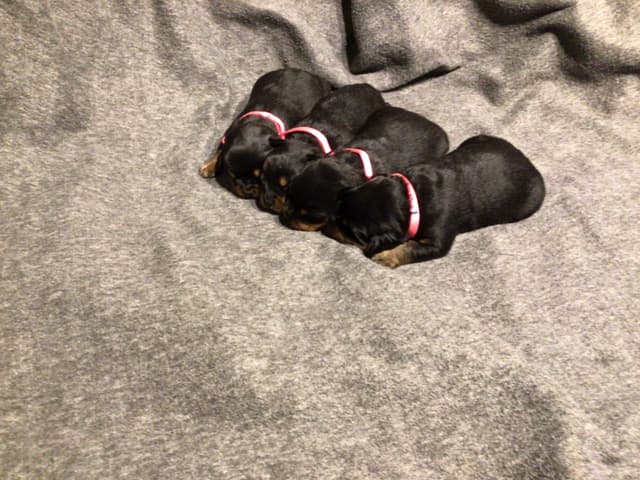 Rottweiler Puppies media 2