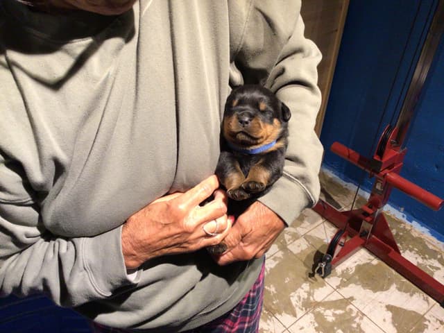Rottweiler Puppies media 3