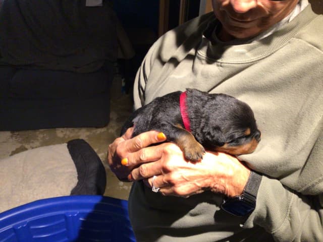 Rottweiler Puppies media 4