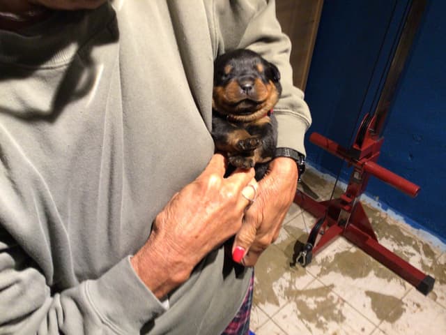 Rottweiler Puppies media 5