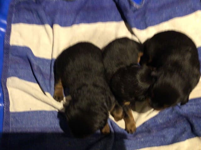 Rottweiler Puppies media 6