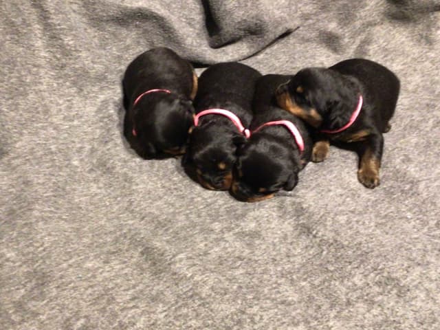 Rottweiler Puppies media 7