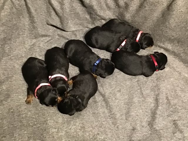 Rottweiler Puppies media 8