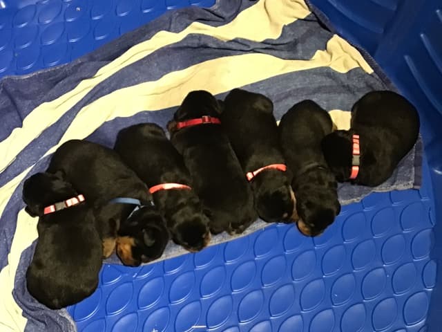 Rottweiler Puppies media 9
