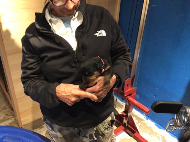 Rottweiler Puppies media 10