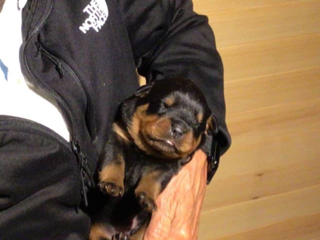 Rottweiler Puppies media 11