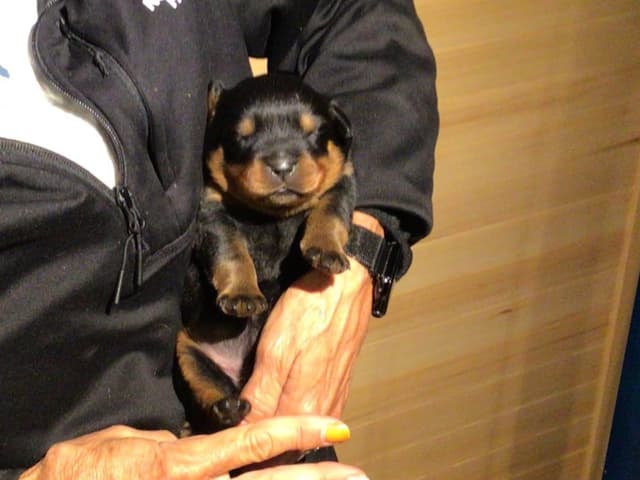Rottweiler Puppies media 12