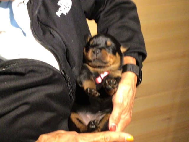 Rottweiler Puppies media 13