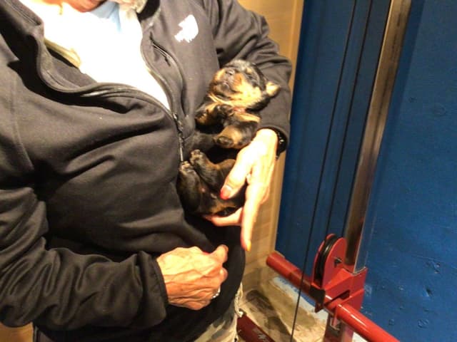 Rottweiler Puppies media 14