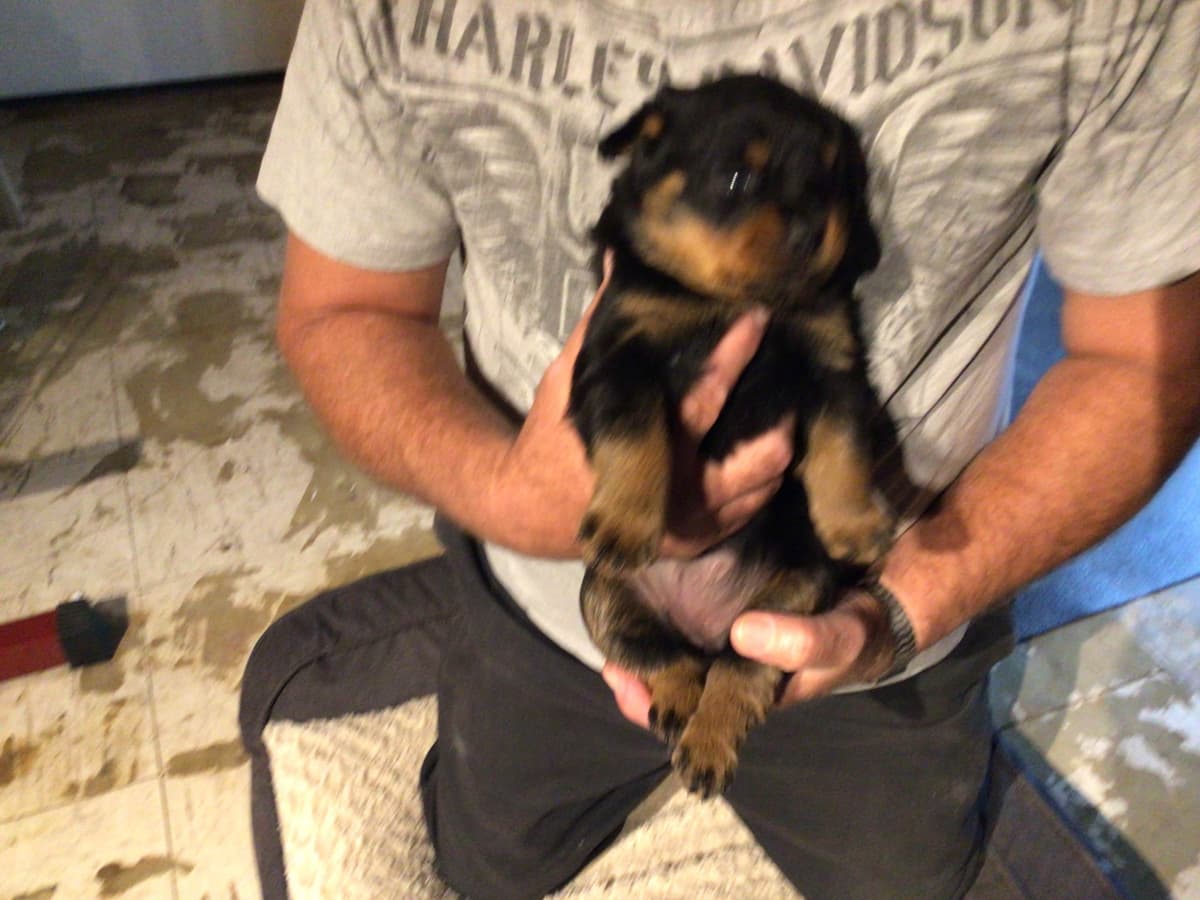Rottweiler Puppies breeder image 1