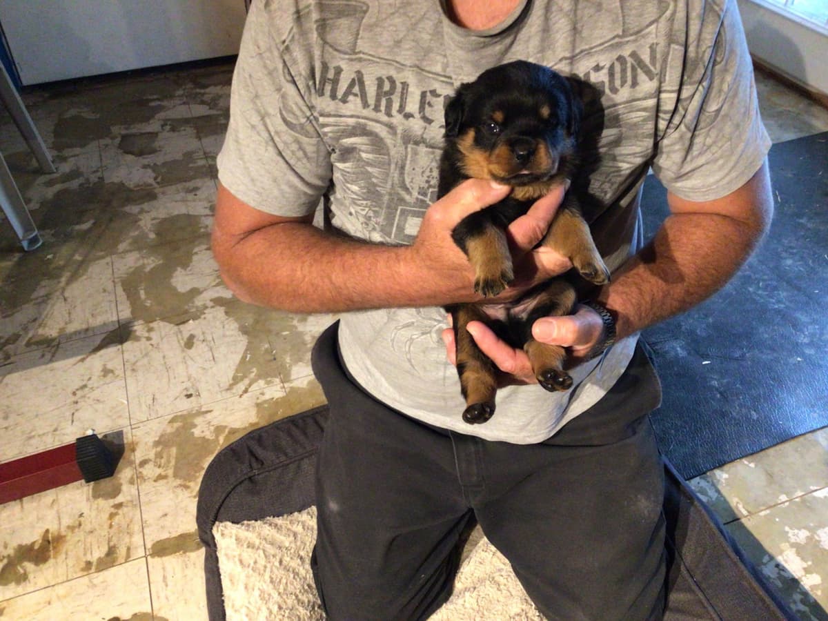 Rottweiler Puppies breeder image 3