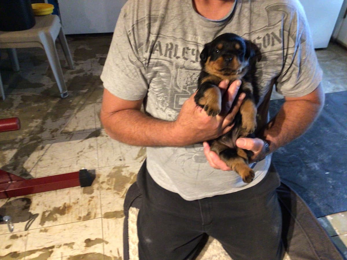 Rottweiler Puppies breeder image 5