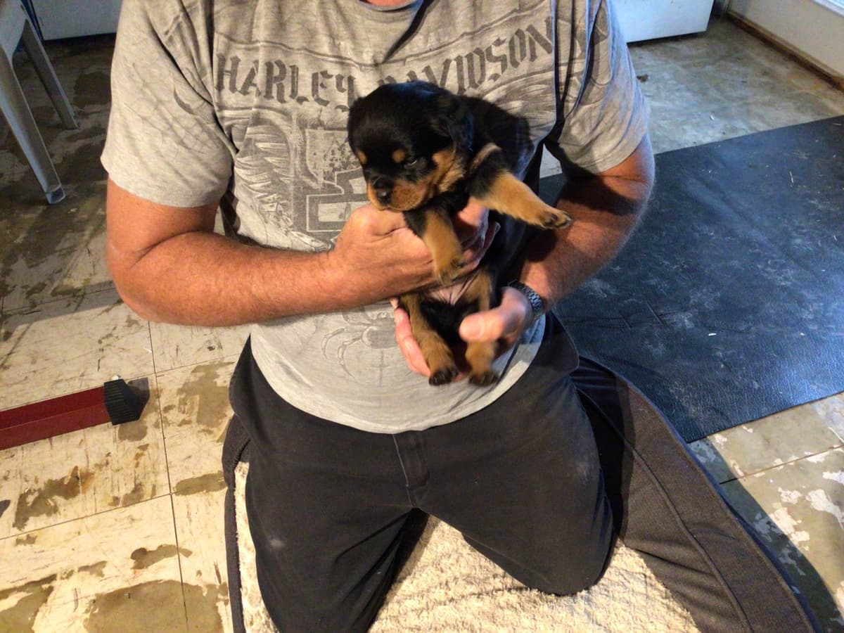 Rottweiler Puppies breeder image 6