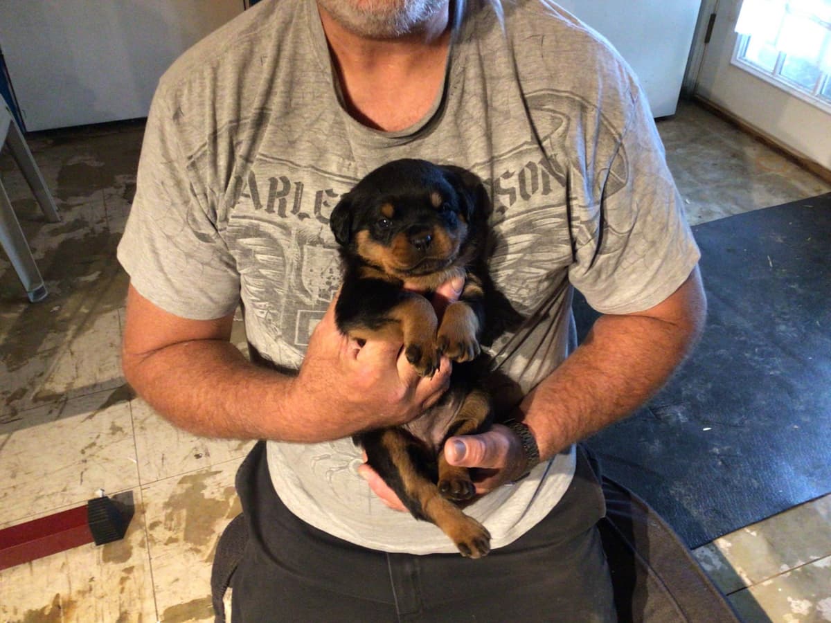 Rottweiler Puppies breeder image 7