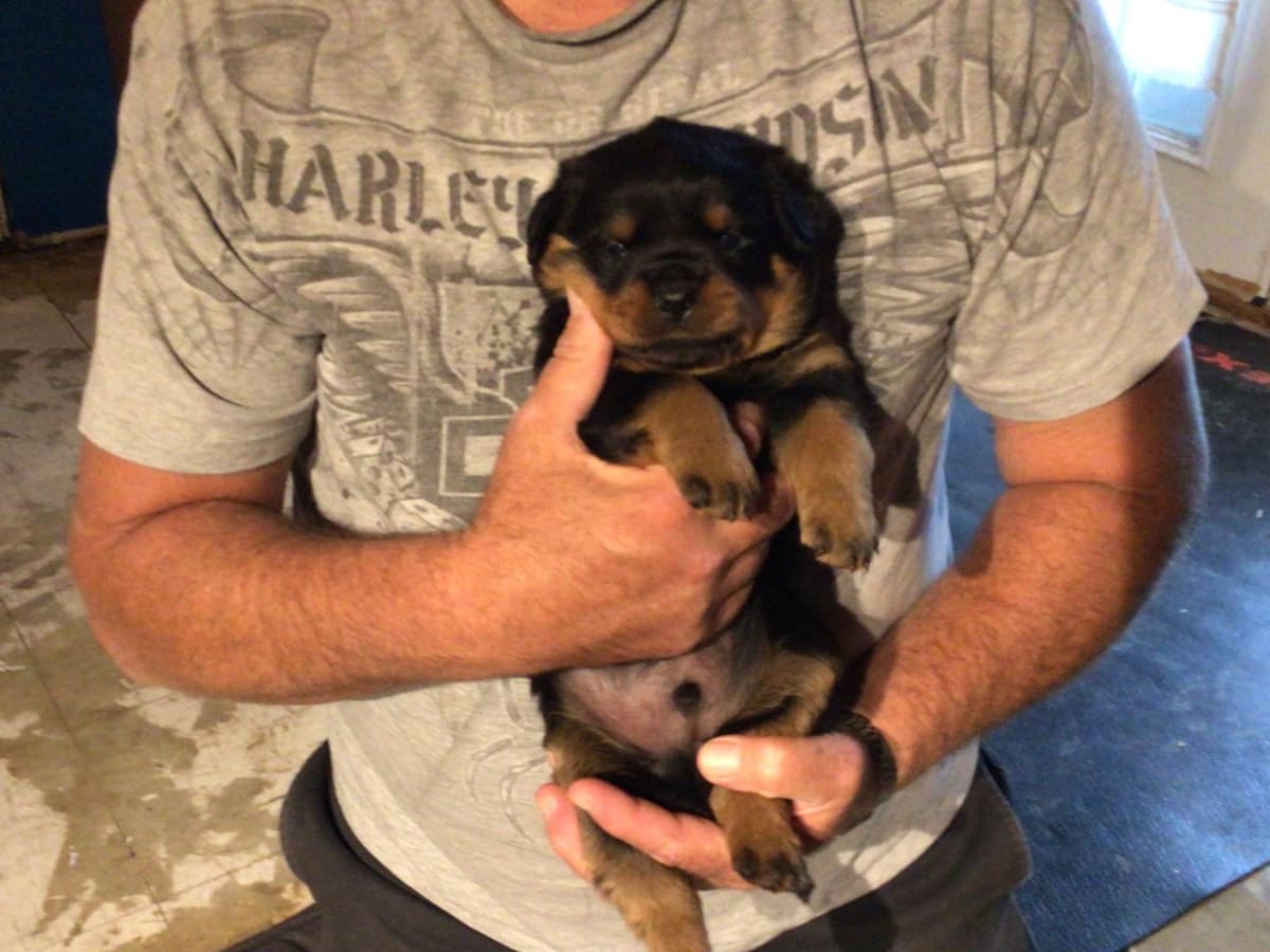 Rottweiler Puppies breeder image 9